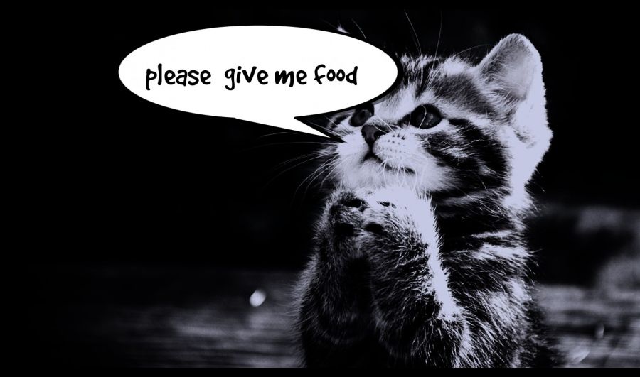 please  give me food  | phrase.it