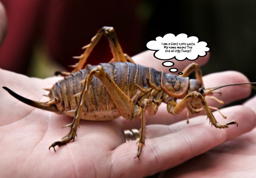I am a Giant Cave weta. My name means 'The God Of Ugly Thing... | phrase.it