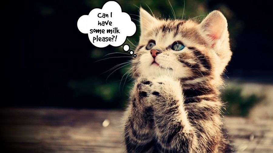 Can I have some milk please?!  | phrase.it