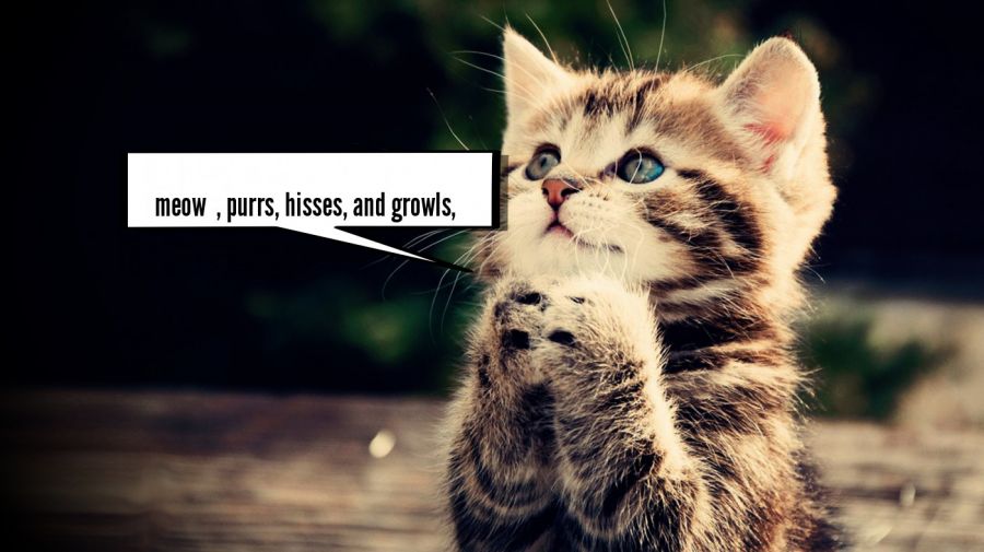  meow  , purrs, hisses, and growls,  | phrase.it